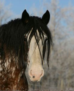 XR9C3087 Clydesdale In Snow, Joseph Lake Clydesdales, AB