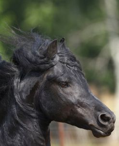 A21C6625 Friesian – Hermes – Creek Colony, TX