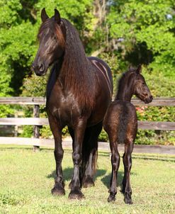 AV4C2839 Friesian Mare & Foal, Bluffview Clydesdales & Friesians, FL