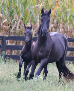 AV4C4889 Friesian Mare & Foal, Poetry In Motion, IN