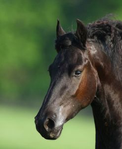 AV4C7272 Friesian, Fryslan Valley Sporthorses, KY