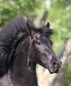 AV4C7403 Friesian – Aandrik Van Het Kasteel – Owned By Joni Kahn, Training Resources, TX