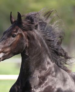 AV4C7426 Friesian – Zobe Van Het Kasteel – Owned By Joni Kahn, Training Resources, TX