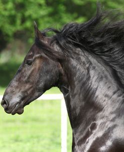 A21C0205 Friesian – Aandrik Van Het Kasteel – Owned By Joni Kahn, Training Resources, TX