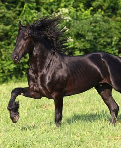 A21C1993 Friesian, Fryslan Valley Sporthorses, KY