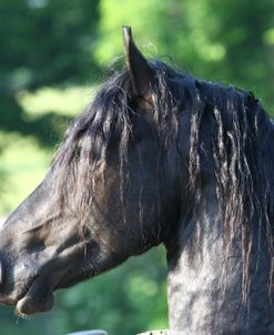 A21C2089 Friesian, Fryslan Valley Sporthorses, KY