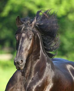 AV4C9983 Friesian, Fryslan Valley Sporthorses, KY