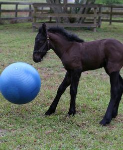 AY3V0732 Friesian Foal Playing With Horseball, Bluffview Clydesdales & Friesians, FL