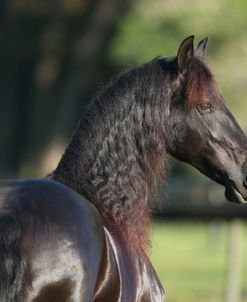 AY3V3833 Friesian – Anjer – Sharon Jerdeman, Whispered Wish Weser – EMS, FL