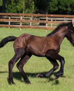 CQ2R1862 Friesian Foal, Bluffview Clydesdales & Friesians, FL