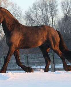 CQ2R2180 Friesian – Uther – In The Snow, Owned By Ylva Axelsson, Appin Farm, MI