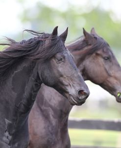 AV4C7496 Friesians, Fryslan Valley Sporthorses, KY