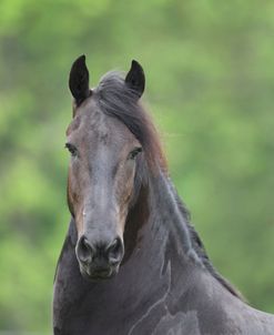 AV4C7603 Friesian, Fryslan Valley Sporthorses, KY