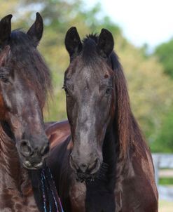 AV4C8962 Friesians, Bluffview Clydesdales & Friesians, FL