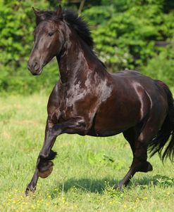 CQ2R7855 Friesian, Fryslan Valley Sporthorses, KY