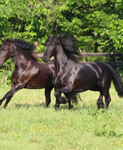 CQ2R7885 Friesians, Fryslan Valley Sporthorses, KY