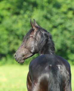 CQ2R7972 Friesian, Fryslan Valley Sporthorses, KY