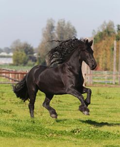 CQ2R8661 Friesian, Leestensch Hof, NL