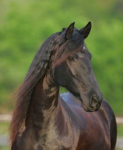 JQ4P0006 Friesian Bluffview Clydesdales & Friesians, FL