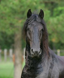 JQ4P0092 Friesian Stallion – Joris W – Owned By Darlene Sharp, TX