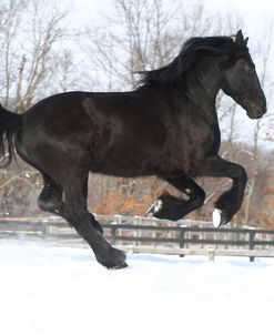 CQ2R5413 Friesian – Viking – In The Snow, Owned By Celena Cowen, Appin Farm, MI