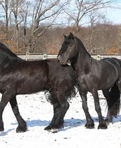 CQ2R5687 Friesians – Viking & Uther – In The Snow, Appin Farm, MI