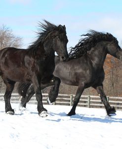 CQ2R5723 Friesians – Viking & Uther – In The Snow, Appin Farm, MI