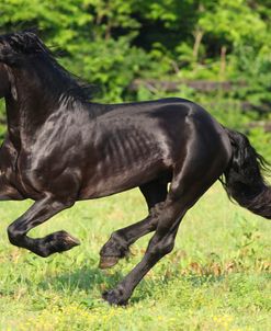 CQ2R7781 Friesian, Fryslan Valley Sporthorses, KY