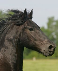 JQ4P1530 Friesian-Khastino-IndianHills,IL