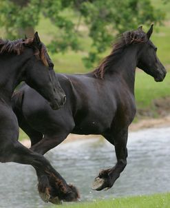 JQ4P2144 Friesians, Horse Feathers Farm, TX