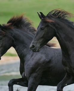 JQ4P2158 Friesians, Horse Feathers Farm, TX