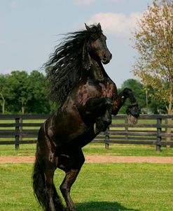 JQ4P2937 Friesian – Joshua Of The Friesian Connection – Owned By Jennifer Hazen, KY