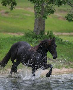 MD3P7989 Friesian, Horse Feathers Farm, TX