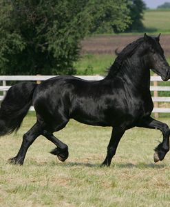 JQ4P0108 Friesian Stallion – Prieto – Owned By Carlos Macias, IL