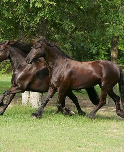 JQ4P0133 Friesian & Friesian X Mares – Ricki & Cache – Owned By Darlene Sharp, TX