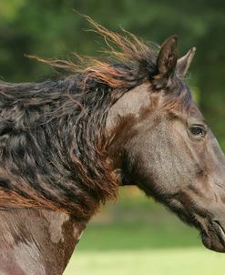 JQ4P0198 Friesian Mare – Ricki – Owned By Darlene Sharp, TX