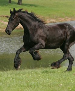 JQ4P0328 Friesian Mare – Gerbrich – Horse Feathers Farm, TX