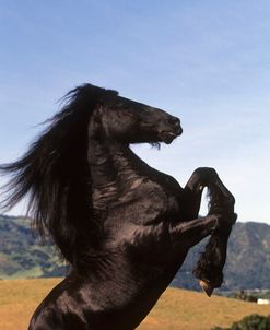 PIC234 Friesian – Diablo – Ramon Becerra, CA