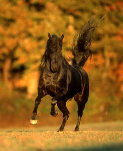 PIC287 Friesian X – Salem – Tewkesbury Manor, MD