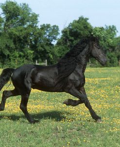 PIC356 Friesian Stallion – Drummond – Proud Meadows, TX