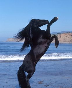 PIC368 Rearing, Friesian – Diablo – Ramon Becerra, CA