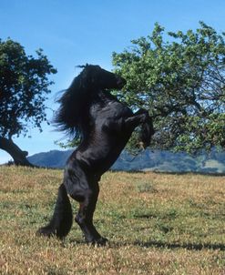 PIC411 Rearing, Friesian – Diablo – Ramon Becerra, CA