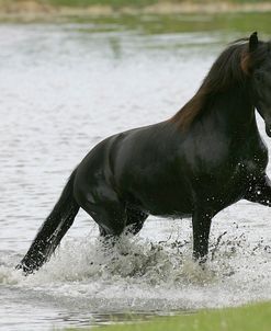 MD3P8005 Friesian, Horse Feathers Farm, TX