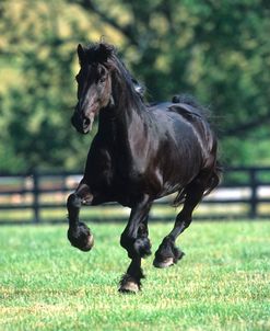 PIC37 Friesian