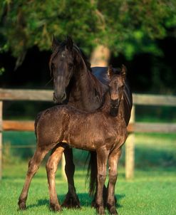 PIC43 Friesian Mare & Foal Twin Lakes Ranch, TX