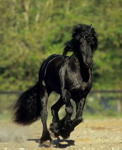 PIC171 Friesian, Folly Lane Farm, FL