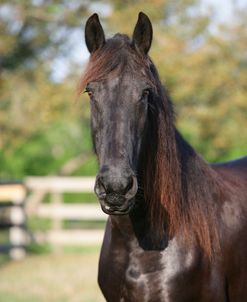 XR9C4431 Friesian, Bluffview Clydesdales & Friesians, FL