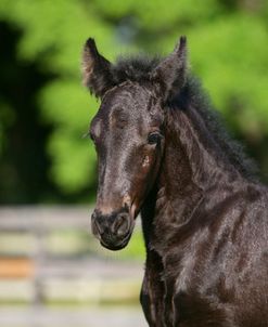 XR9C4553 Friesian Foal, Bluffview Clydesdales & Friesians, FL