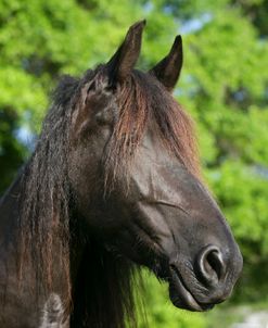 XR9C4571 Friesian, Bluffview Clydesdales & Friesians, FL