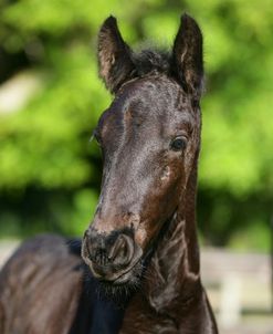 XR9C4576 Friesian Foal, Bluffview Clydesdales & Friesians, FL